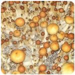 Псилоцибиновые (галлюциногенные)  грибы Psilocybin "Golden Teacher" в Ленинске-Кузнецком