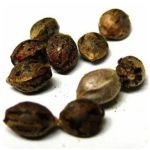 Семена марихуаны АК-47  (Seeds AK-47) в Ленинске-Кузнецком